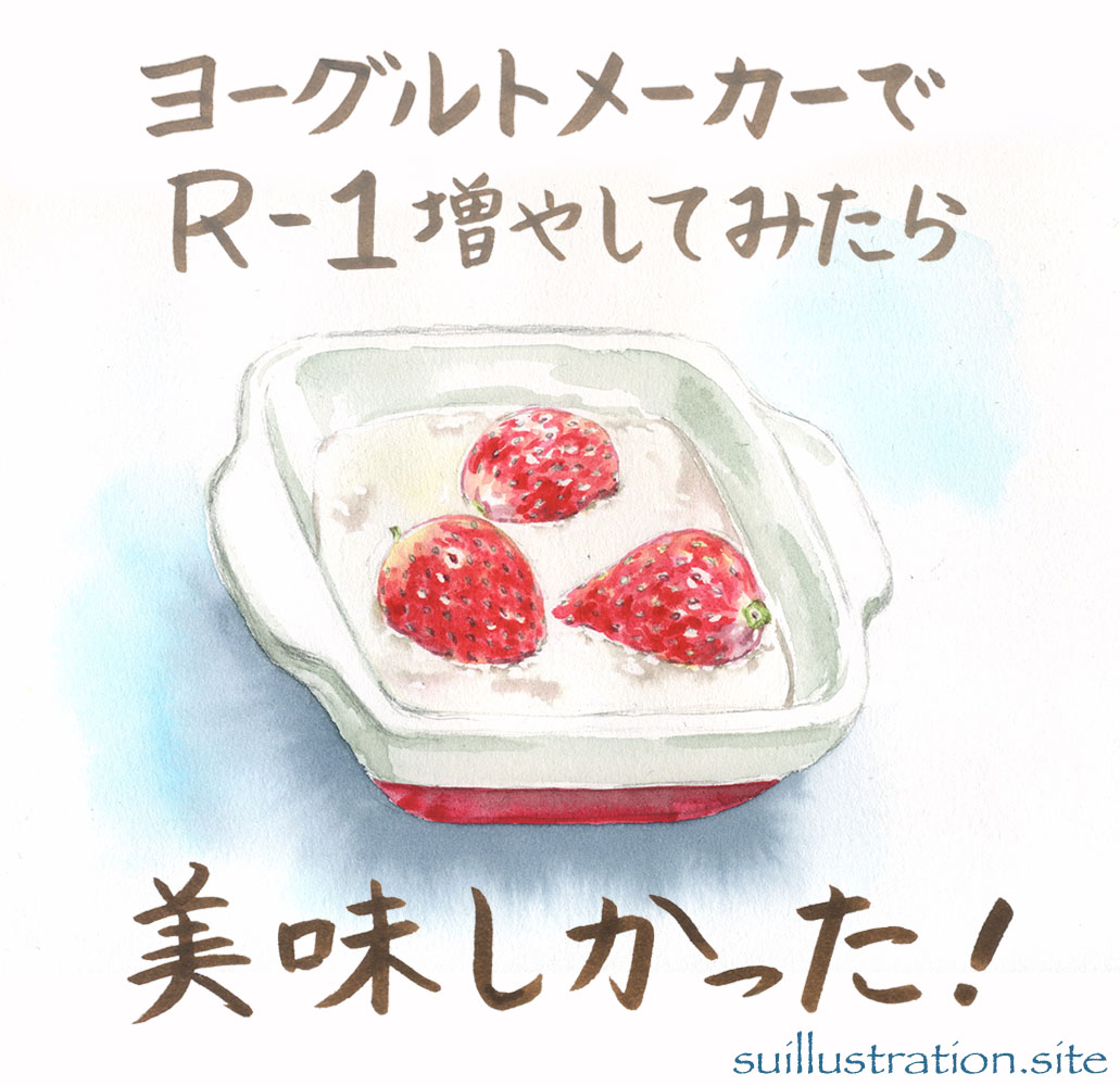 R-1をヨーグルトメーカーで増やしてみました